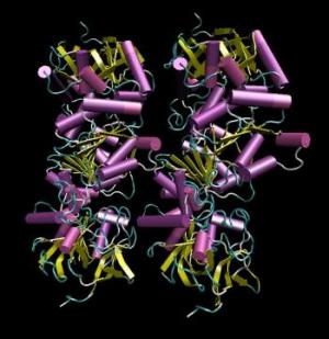 Cartoon View of a Crystal structure (PDB-1LDY) of Liver Alcohol Dehydrogenase